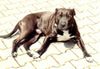 American Staffordshire Terrier Hund