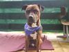 American Staffordshire Terrier Foto: schaat (ID 44718) American Staffordshire Terrier Hund