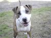 American Staffordshire Terrier Hund