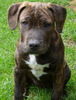 American Staffordshire Terrier Hund