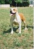 American Staffordshire Terrier Hund