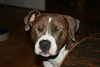 American Staffordshire Terrier Hund