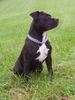 American Staffordshire Terrier Foto: Toubak (ID 42705) American Staffordshire Terrier Hund