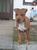 American Staffordshire Terrier Hund