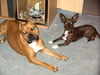 American Staffordshire Terrier Foto: Das ist meine Freundin Lara.Viele Grüße von uns und habt euch auch so lieb (ID 34520) American Staffordshire Terrier Hund