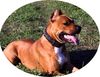 American Staffordshire Terrier Foto: Hey da bin ich noch mal viele Grüße Zeus aus Berlin (ID 34519) American Staffordshire Terrier Hund