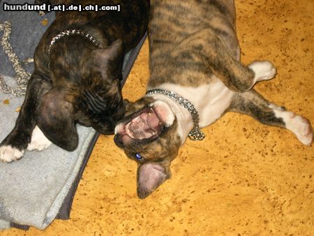 American Staffordshire Terrier ist nicht so schlimm wie es aussieht 