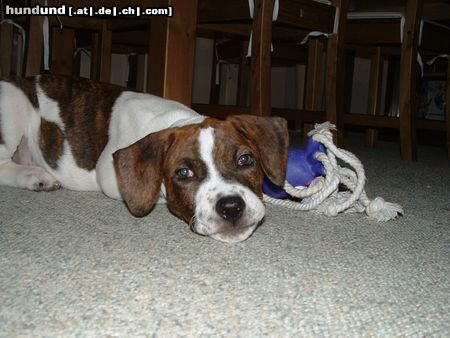 American Staffordshire Terrier Remus_faulbin