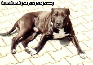 American Staffordshire Terrier Hunde Foto 22198 in höherer Auflösung ansehen American Staffordshire Terrier Unser Staff Rick mit 3 Jahren