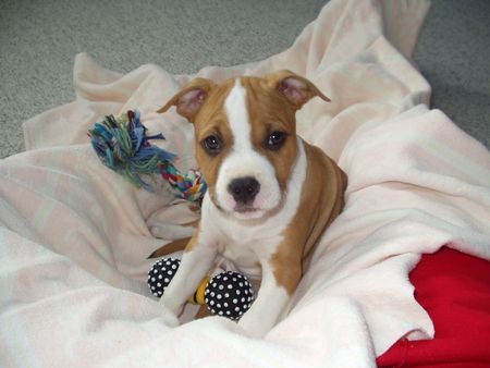 American Staffordshire Terrier Poisen aus Wien 23