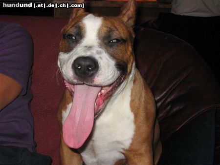 American Staffordshire Terrier Hunde Foto 7591 American Staffordshire Terrier Mexx