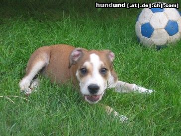 American Staffordshire Terrier Aisha beim spielen