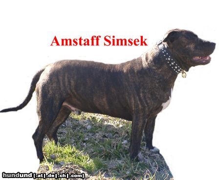American Staffordshire Terrier Mein treuer Amstaff 