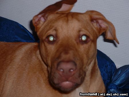 American Staffordshire Terrier Wo bleibt mein Fressen??
