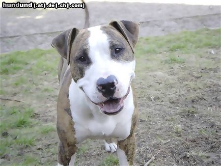 American Staffordshire Terrier Hunde Foto 11500 American Staffordshire Terrier Spike