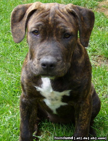 American Staffordshire Terrier Hunde Foto 25896 in höherer Auflösung ansehen American Staffordshire Terrier Meine süße 5 monate alte Amstaff Hündin! Ist die nicht süß?