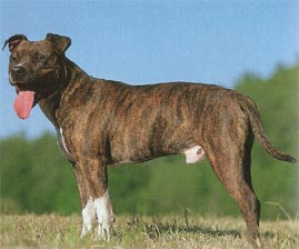 American Staffordshire Terrier