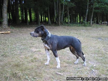 American Staffordshire Terrier xena, geb.1-07-97