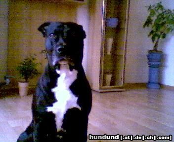 American Staffordshire Terrier Hunde Foto 19364 in höherer Auflösung ansehen American Staffordshire Terrier Tequila