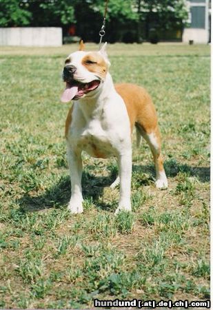 American Staffordshire Terrier Hunde Foto 8694 American Staffordshire Terrier Tara
