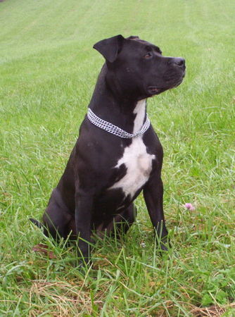 American Staffordshire Terrier Toubak