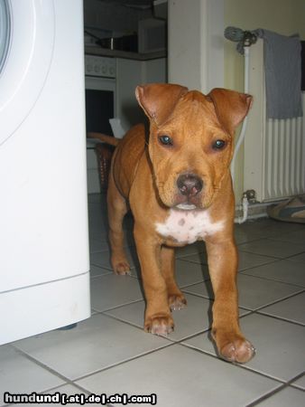 American Staffordshire Terrier Tyson 14 Wochen Geb. 04.July.2003