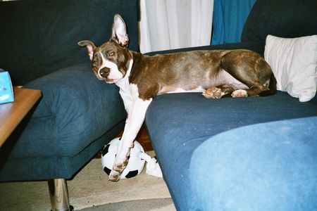 American Staffordshire Terrier Akira