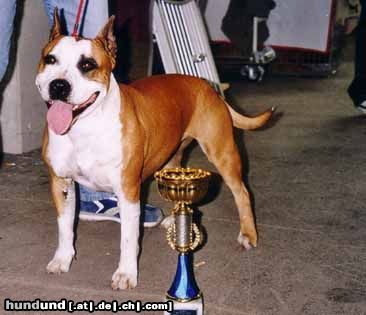 American Staffordshire Terrier Wanda (Mexx's Mama)