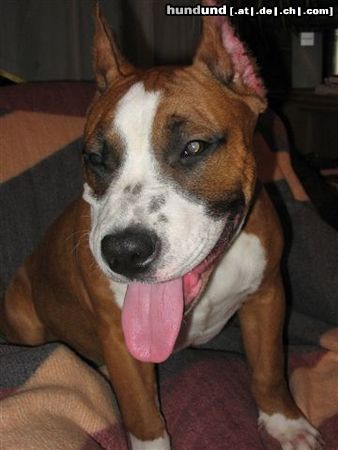 American Staffordshire Terrier Hunde Foto 7577 American Staffordshire Terrier Mexx