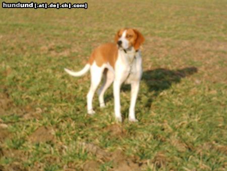 Anglo-Francais de Petite Vénerie Hunde Foto 19849 Anglo-Francais de Petite Vénerie Chachou / Blanche et Rousse/ femelle