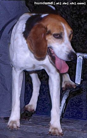 Anglo-Francais de Petite Vénerie Hunde Foto 16791 in höherer Auflösung ansehen Anglo-Francais de Petite Vénerie