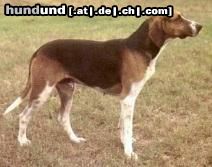 Anglo-Francais de Petite Vénerie Hunde Foto 16792 in höherer Auflösung ansehen Anglo-Francais de Petite Vénerie