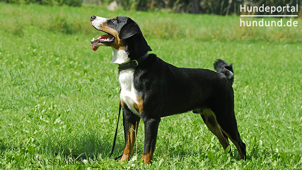 Appenzeller Sennenhund