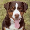 Appenzeller Sennenhund