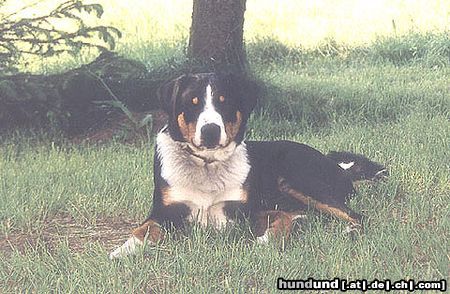 Appenzeller Sennenhund Hunde Foto 5357 Appenzeller Sennenhund Eyran vom Sunnestärn