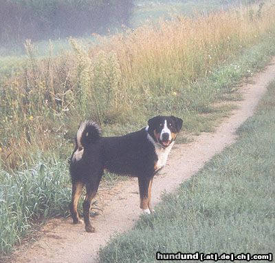 Appenzeller Sennenhund Hunde Foto 5358 Appenzeller Sennenhund Eyran vom Sunnestärn