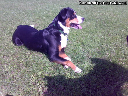 Appenzeller Sennenhund Hunde Foto 46037 in höherer Auflösung ansehen Appenzeller Sennenhund aufmerksamer tell