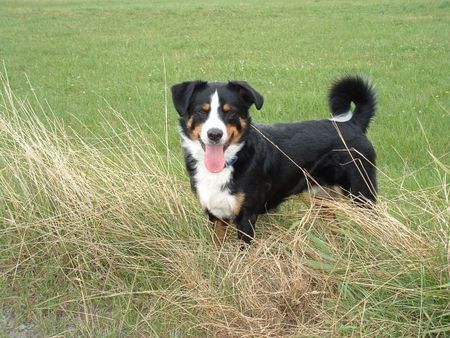 Appenzeller Sennenhund Elvis