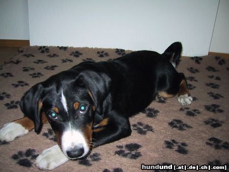Appenzeller Sennenhund Hunde Foto 18353 in höherer Auflösung ansehen Appenzeller Sennenhund Minu