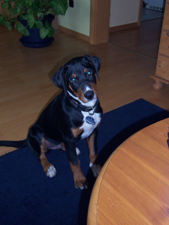 Appenzeller Sennenhund Hunde Foto 36605 in höherer Auflösung ansehen Appenzeller Sennenhund Anton