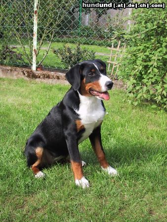 Appenzeller Sennenhund Hunde Foto 18354 in höherer Auflösung ansehen Appenzeller Sennenhund Minu
