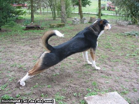 Appenzeller Sennenhund Hunde Foto 17585 in höherer Auflösung ansehen Appenzeller Sennenhund Balu