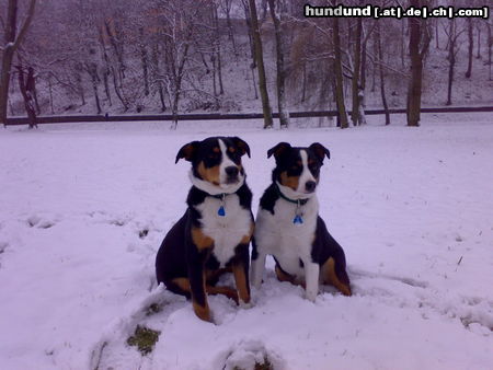 Appenzeller Sennenhund Hunde Foto 45356 in höherer Auflösung ansehen Appenzeller Sennenhund Tell und Nelly