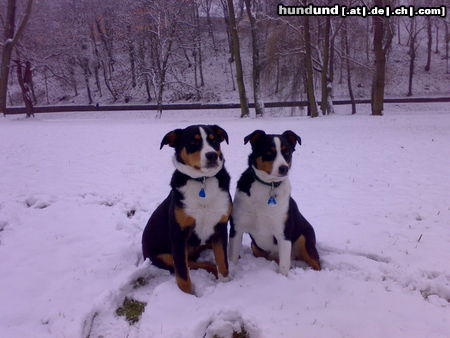 Appenzeller Sennenhund Tell und Nelly