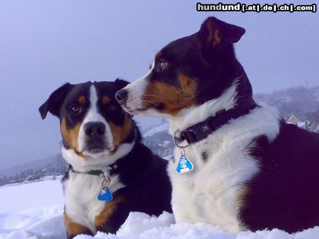 Appenzeller Sennenhund Hunde Foto 45510 in höherer Auflösung ansehen Appenzeller Sennenhund Nelly und Tell