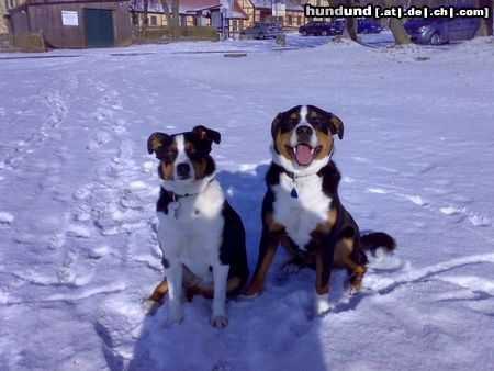 Appenzeller Sennenhund Nelly und Tell