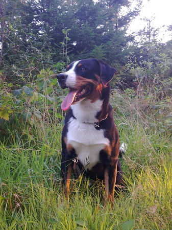 Appenzeller Sennenhund Hunde Foto 42764 in höherer Auflösung ansehen Appenzeller Sennenhund Laiko mit 4 Jahren