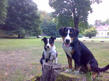 Appenzeller Sennenhund Tell und Nelly