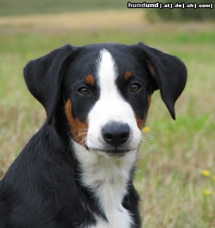 Appenzeller Sennenhund Hunde Foto 23838 Appenzeller Sennenhund Heika (Filas Pride Beccas) 5 m. alt