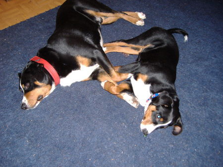Appenzeller Sennenhund Hunde Foto 34257 in höherer Auflösung ansehen Appenzeller Sennenhund schlafende ,still ruht der Appenz.See
